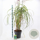 Miscanthus sin. 'Malepartus' 60-100 cm 12L