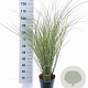 Miscanthus sin. 'Morning Light' 50-80 cm 6,5L
