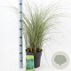 Miscanthus sin. 'Morning Light' 50-80 cm 6,5L