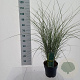 Miscanthus sin. 'Morning Light' 50-80 cm 6,5L