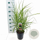 Miscanthus sin. Pink Cloud 40-70 cm 3,0L