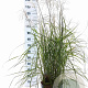 Miscanthus sin. Pink Cloud A kwaliteit 12L