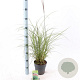 Miscanthus sin. 'Red Chief' 30-60 cm 2,0L
