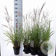 Miscanthus sin. 'Red Chief' 30-60 cm 2,0L