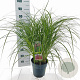 Miscanthus sin. 'Red Chief' 50-80 cm 6,5L