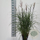 Miscanthus sin. 'Red Chief' 50-80 cm 6,5L