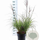 Miscanthus sin. 'Red Chief' 60-100 cm 12L