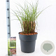 Miscanthus sin. Red Cloud GM 6,5L