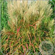 Miscanthus sin. 'Samurai' GM  P11