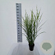 Miscanthus sin. 'Strictus' 40-70 cm 3,0L