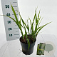 Miscanthus sin. 'Strictus' 40-70 cm 3,0L