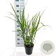 Miscanthus sin. 'Strictus' 40-70 cm 3,0L