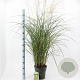 Miscanthus sin. 'Vanilla Sky' 50-80 cm 6,5L