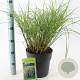 Miscanthus sin. 'Yaku Jima' 60-70 cm 6,5L