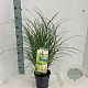Miscanthus sin. 'Yaku Jima' 60-80 cm 2,0L