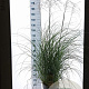 Miscanthus sin. 'Yaku Jima' 60-80 cm 12L