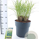 Miscanthus sin. 'Yaku Jima' 60-80 cm 12L