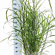 Miscanthus sin. 'Zebrinus' 60-100 cm 12L