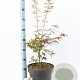 Acer pal. 'Red Pygmy' 40-50 cm 10L