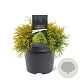 Chamaecyparis p. 'Filifera Aurea' 25-30 cm 3,5L