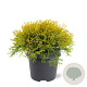 Chamaecyparis p. 'Filifera Aurea' 30-40 cm 5,0L
