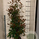 Photinia fraseri 'Red Robin' 150-175 cm 15L