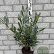 Prunus l. 'Otto Luyken' 40-50 cm 3,0L