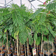 Albizia julibr. Ombrella 180 cm stam 7,5L