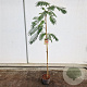 Albizia julibr. Ombrella 180 cm stam 7,5L