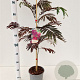 Albizia julibr. 'Summer Chocolate' 40-60 cm 3,0L