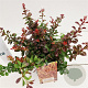 Berberis thunb. 'Atropurpurea Nana' 25-30 cm 2,5L