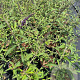 Buddleja d. 'Black Knight' 50-60 cm 3,0L