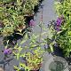 Buddleja d. 'Black Knight' 50-60 cm 3,0L
