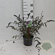 Buddleja d. 'Border Beauty' 40-50 cm 3,0L