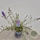 Buddleja d. 'Nanho Blue' 40-50 cm 3,0L
