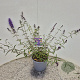 Buddleja d. 'Nanho Blue' 40-50 cm 3,0L