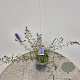 Buddleja d. 'Nanho Blue' 40-50 cm 3,0L