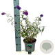 Buddleja d. 'Nanho Purple' 40-50 cm 3,0L