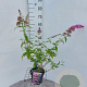 Buddleja d. 'Pink Delight' 50-60 cm 3,0L