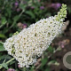 Buddleja d. Reve de Papillon White 30 cm 2,0L