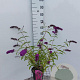 Buddleja d. 'Royal Red' 50-60 cm 3,0L