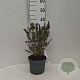 Buddleja d. 'Summer Bird White' 30-40 cm 3,0L