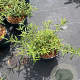 Buddleja Free Petite Snow White 30-40 cm 3,0L