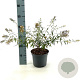 Buddleja Free Petite Snow White 30-40 cm 3,0L