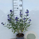 Caryopteris cland. 'Heavenly Blue' 30-40 cm 2,0L