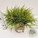 Chamaecyparis p. 'Sungold' 20-30 cm 2,5L