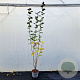 Corylus m. 'Purpurea' 200-225 cm 10L