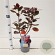 Cotinus cog. 'Royal Purple' 30-40 cm 2,5L