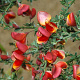 Cytisus 'Burkwoodii' 40-50 cm 3,0L