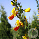 Cytisus 'Dragonfly' 25-30 cm 2,0L